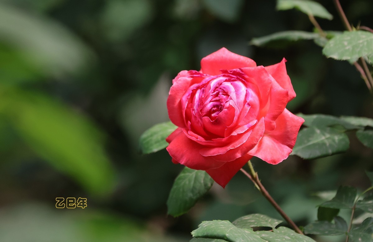 月季花【乙巳年-130】