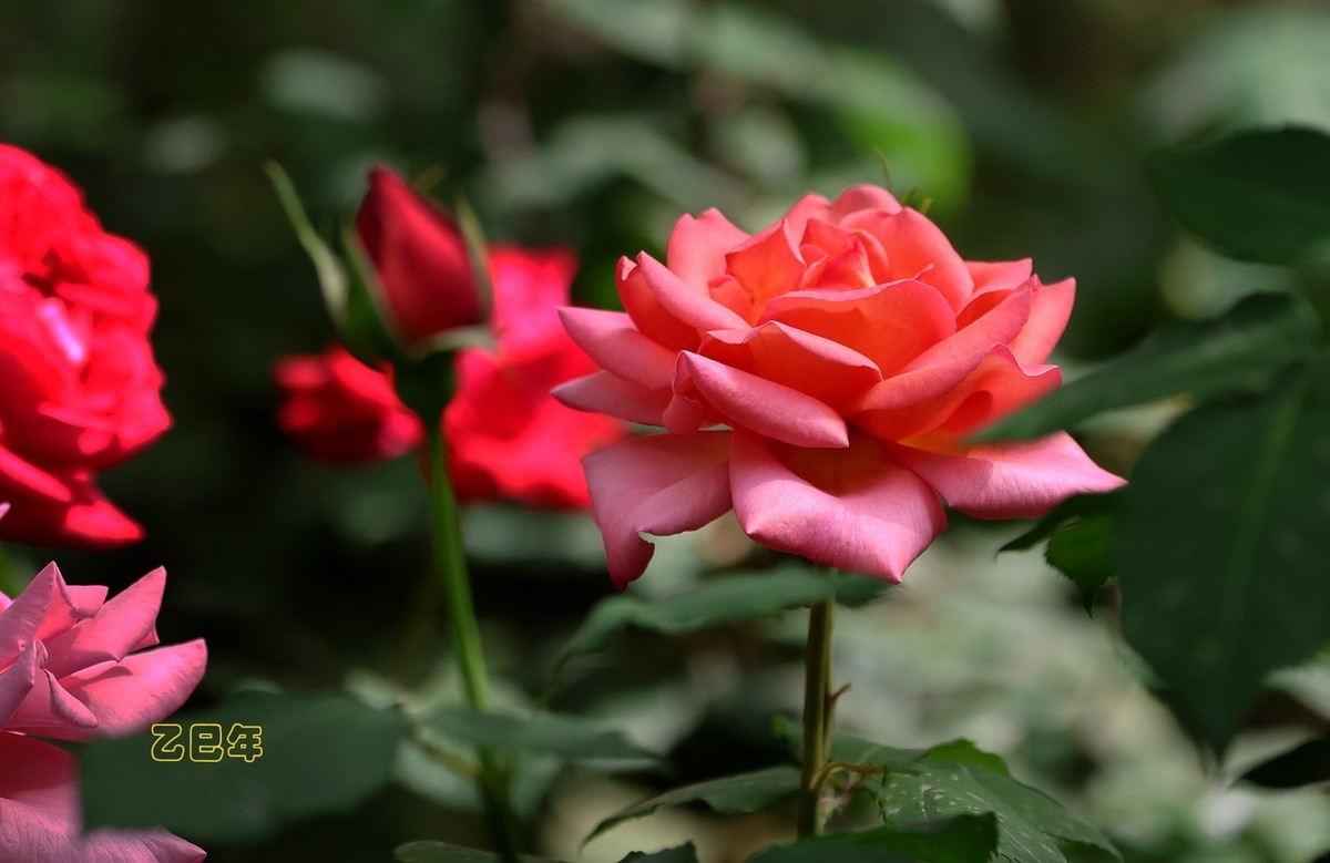月季花【乙巳年-130】