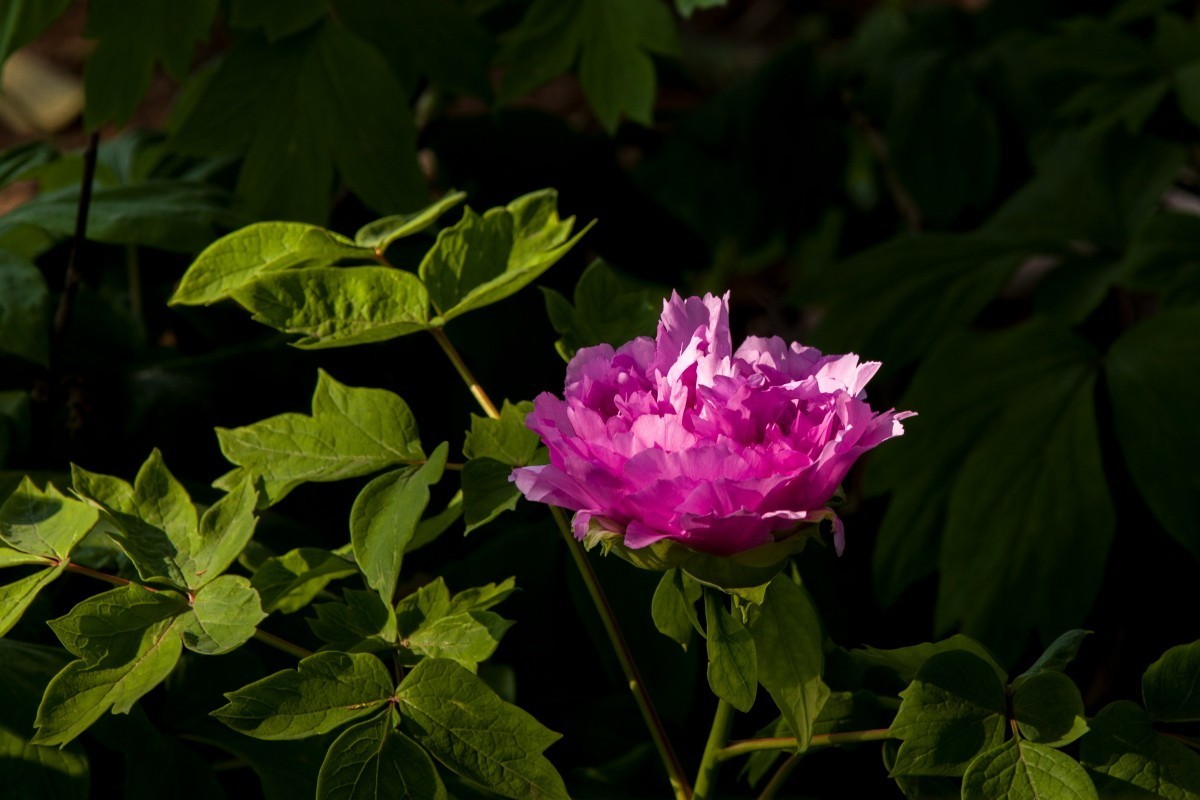 外出随拍（406）.