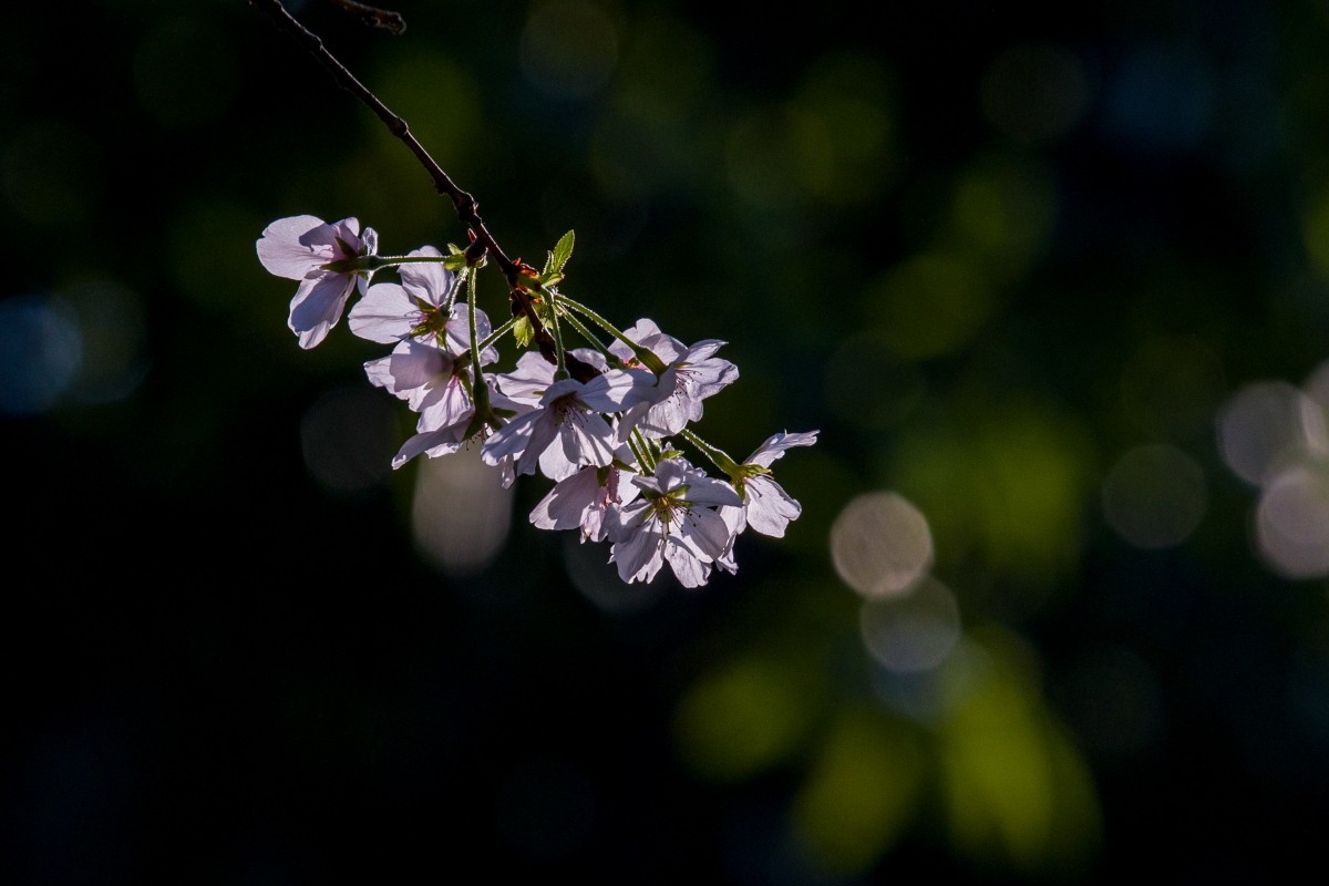 外出随拍（406）.