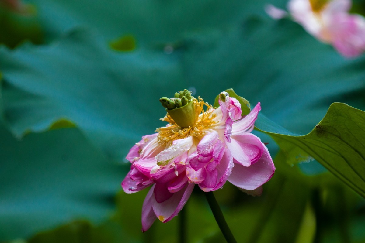 外出随拍（406）.