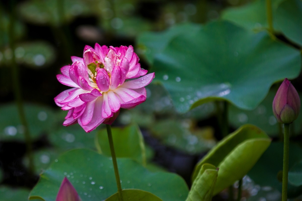 外出随拍（406）.