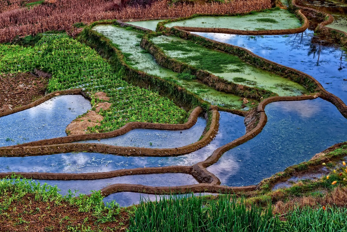 云南元江云端上的梯田2