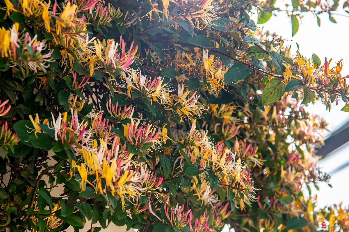 彩色金银花园艺品种续