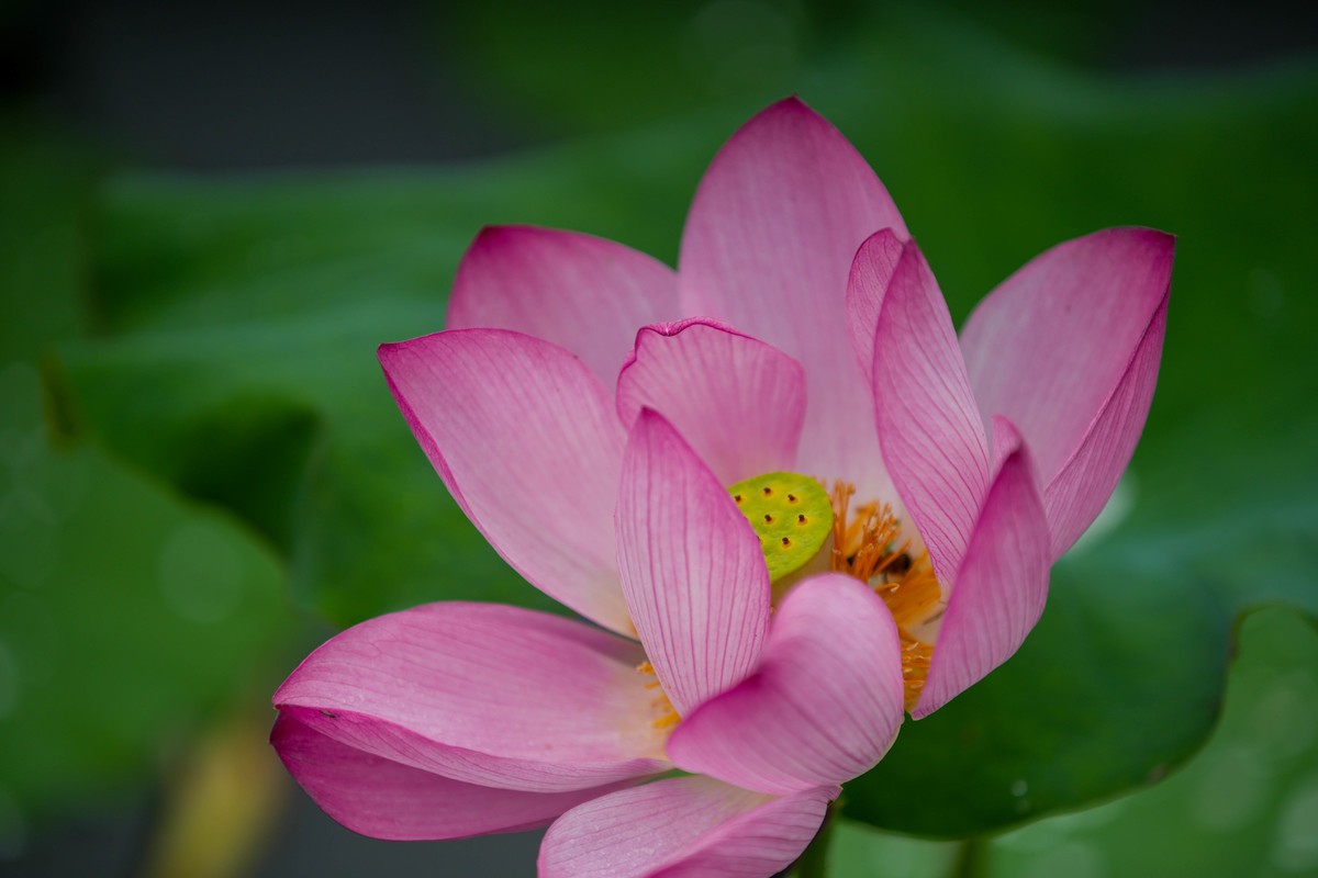 SonyA7M4接佳能小白兔试拍荷花