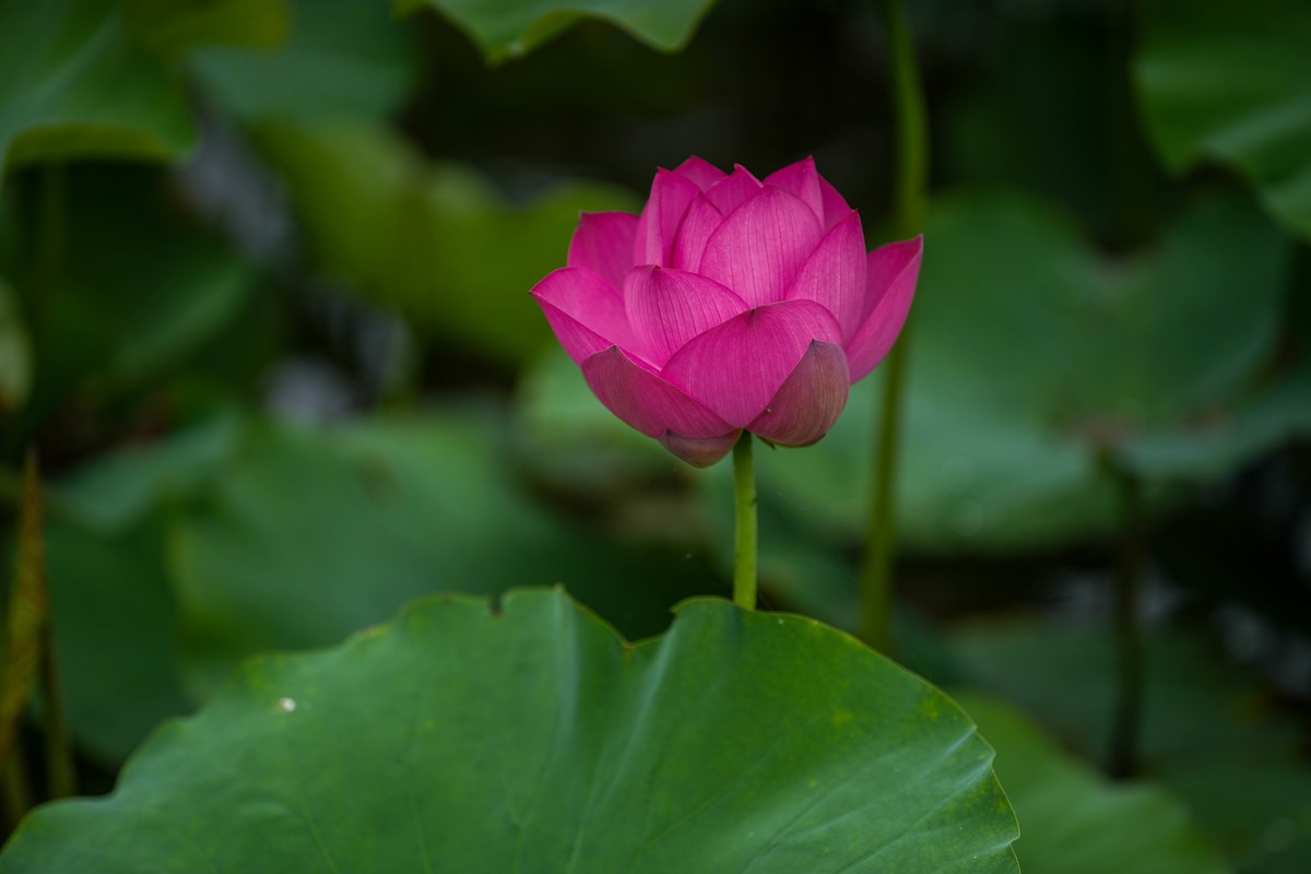 SonyA7M4接佳能小白兔试拍荷花