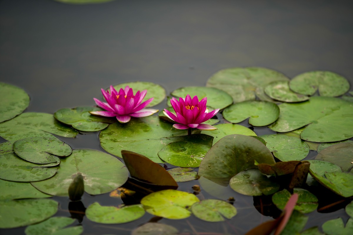 SonyA7M4接佳能小白兔试拍荷花