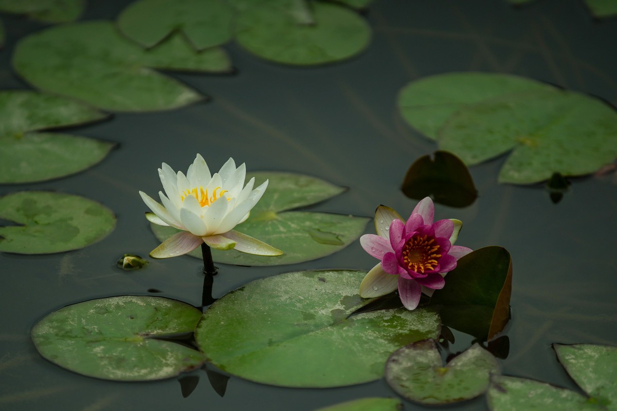 SonyA7M4接佳能小白兔试拍荷花