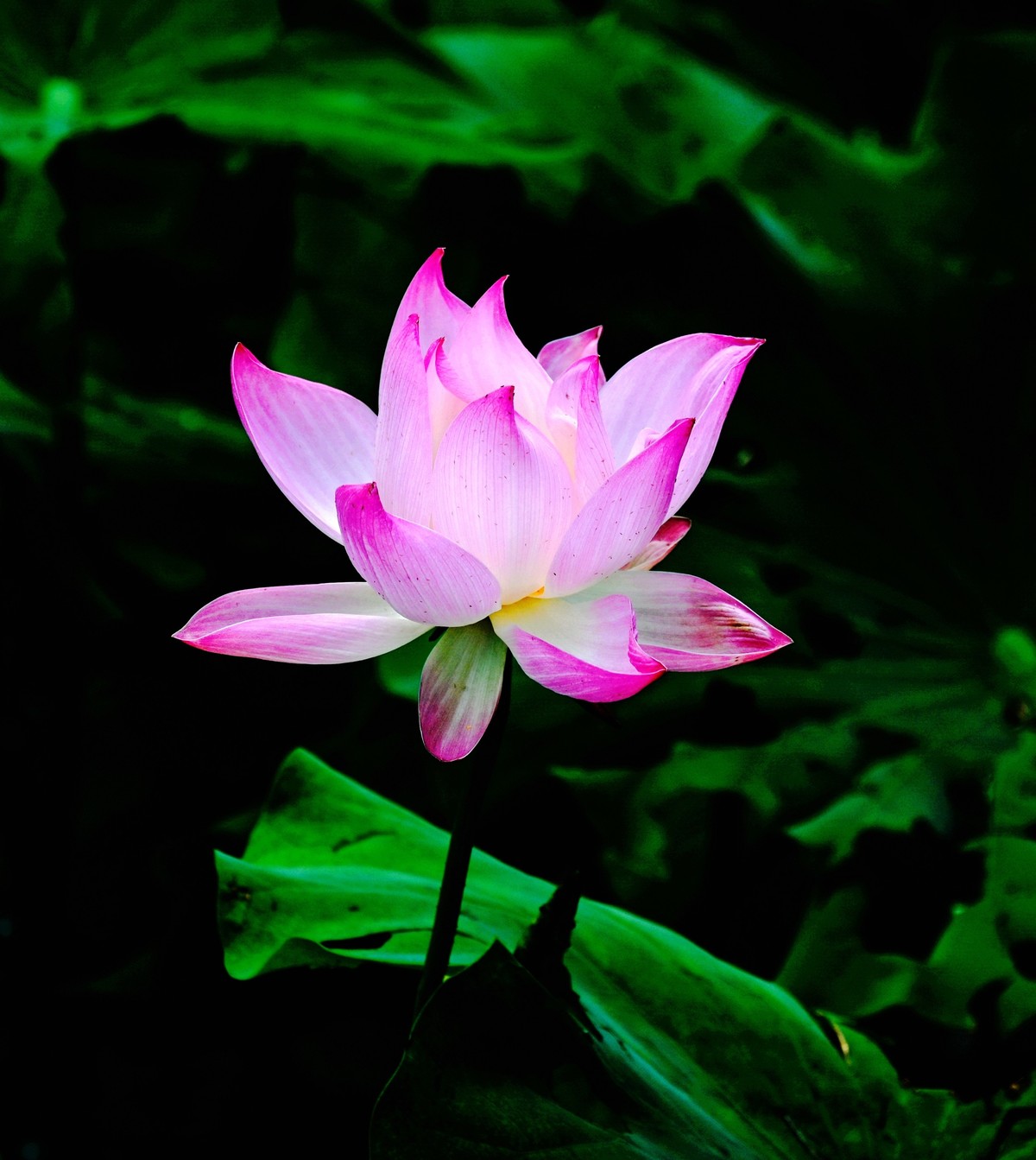 又到一年赏荷时