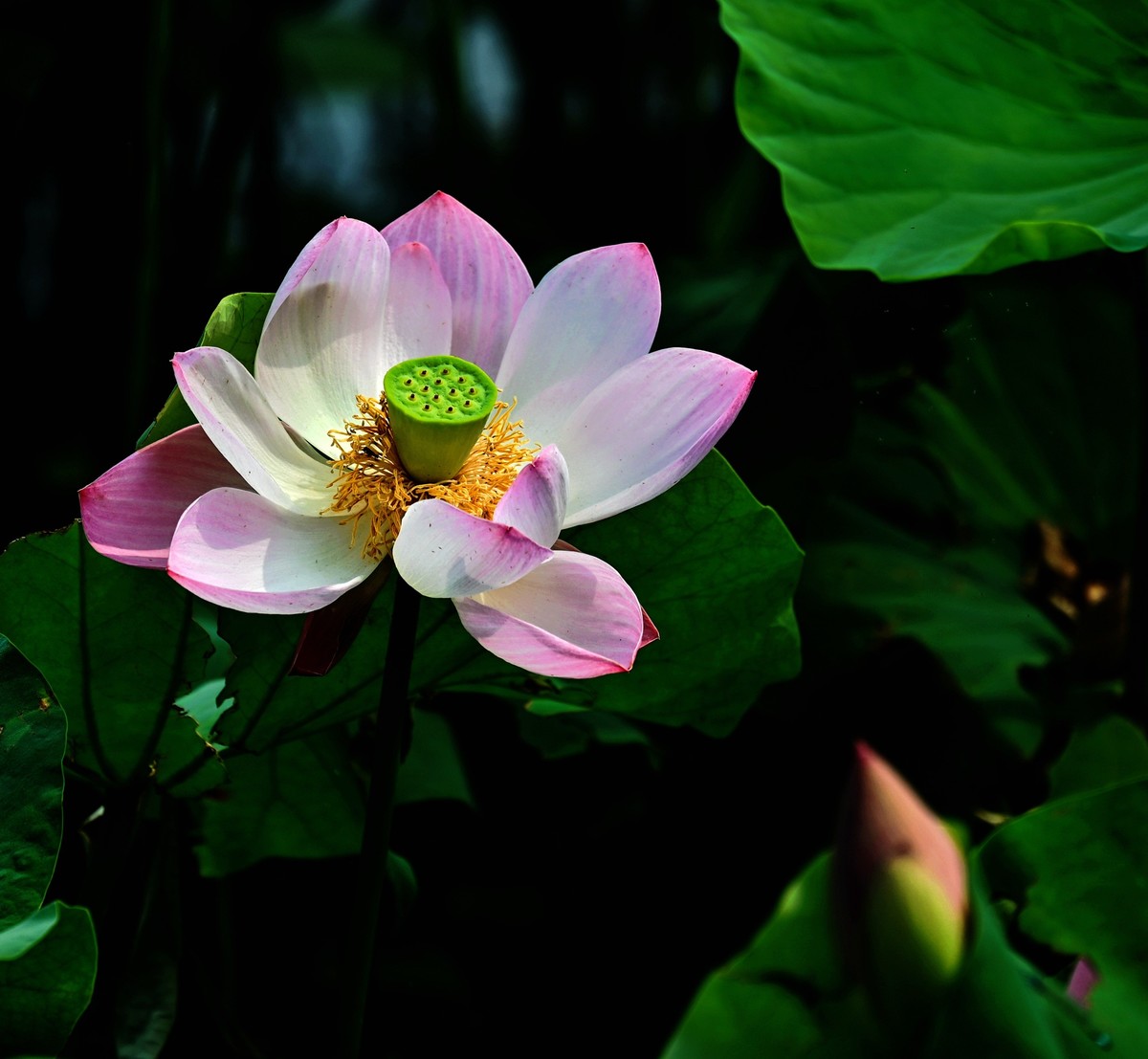 又到一年赏荷时