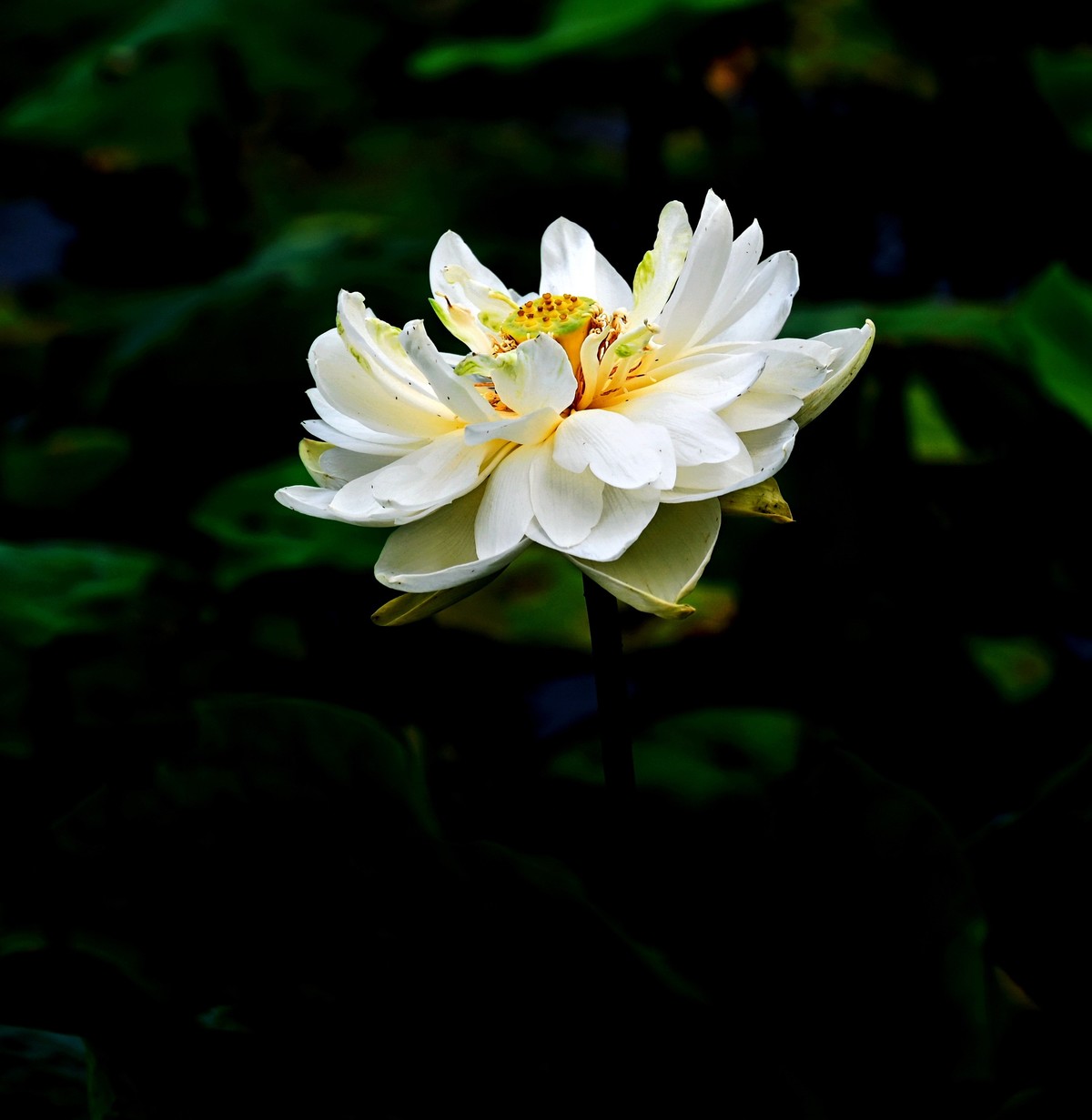 又到一年赏荷时