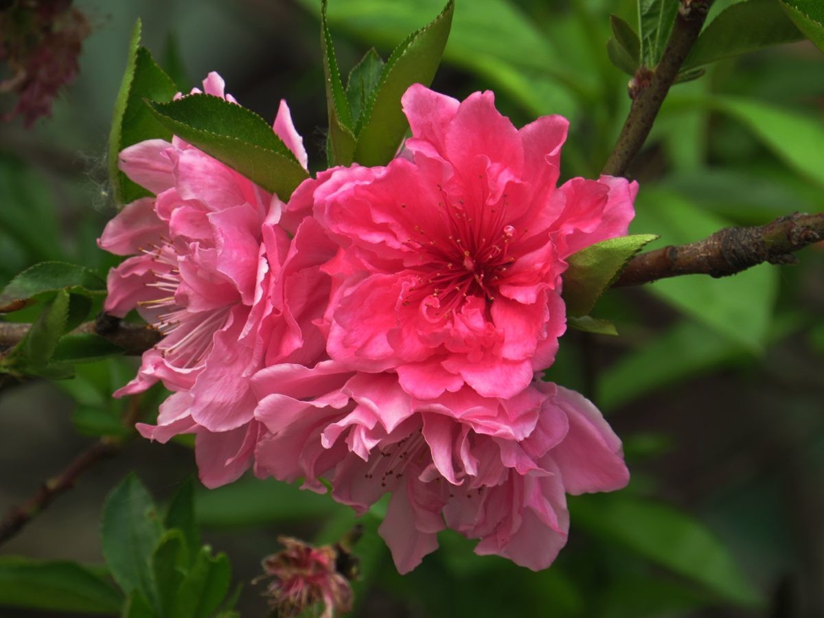 花卉系列【4076】