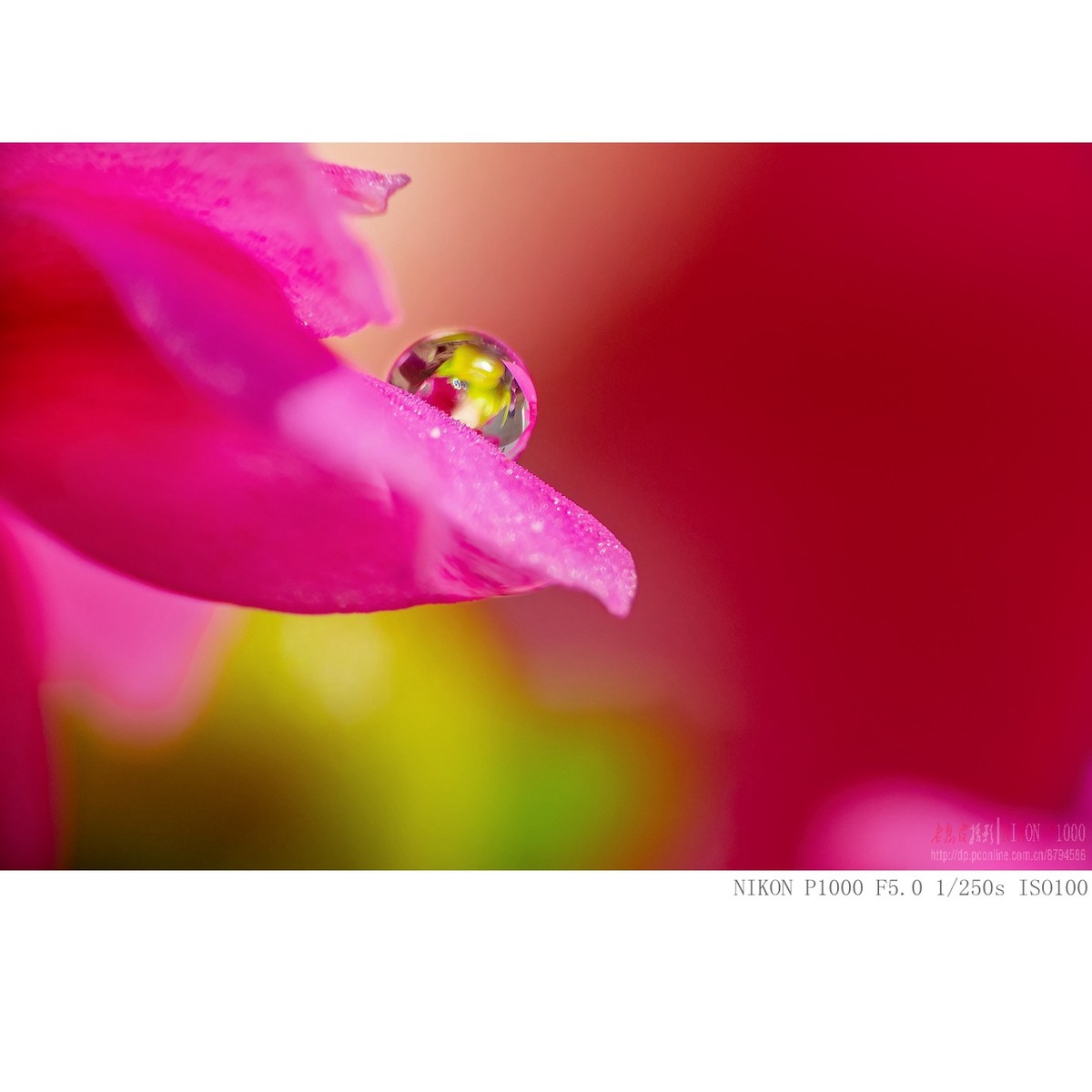 长寿花上的水珠