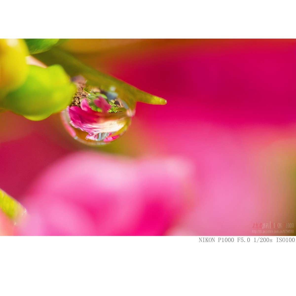 长寿花上的水珠