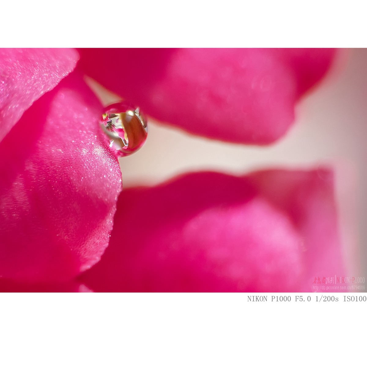 长寿花上的水珠