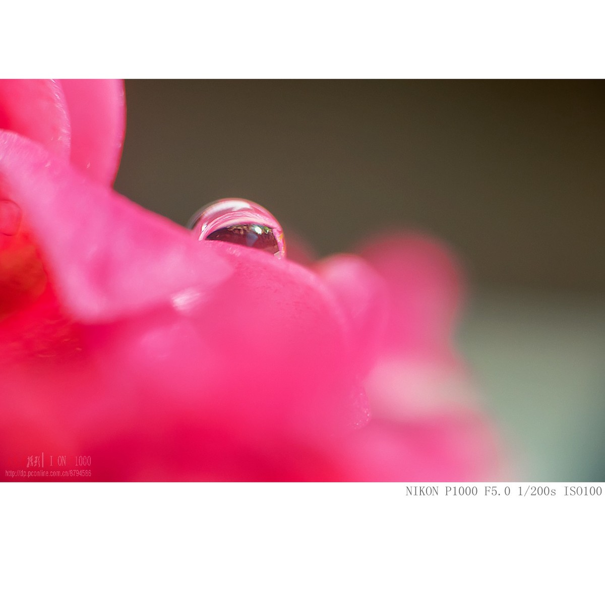 长寿花上的水珠