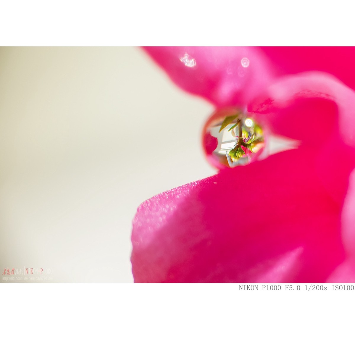 长寿花上的水珠