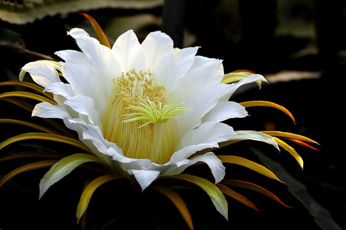 夏日火龙果花朵金灿灿