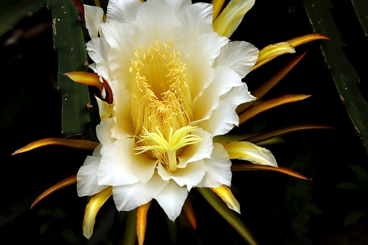 夏日火龙果花朵金灿灿