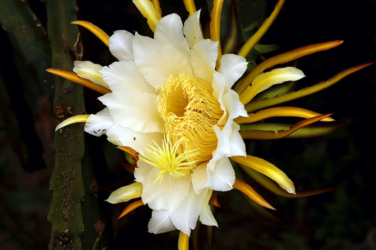 夏日火龙果花朵金灿灿