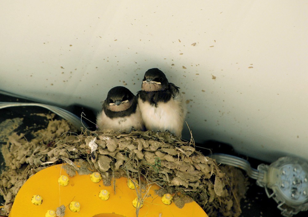 《不老松：纪实摄影》二游东戴河！动物篇：家燕、毛毛虫！
