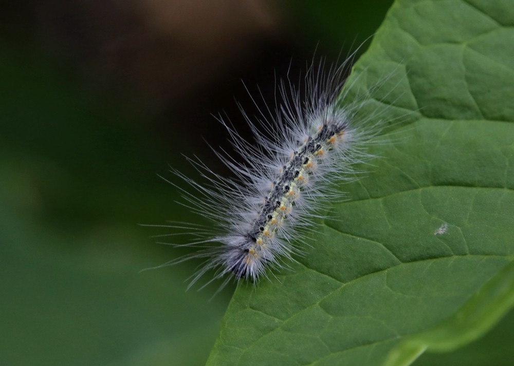 《不老松：纪实摄影》二游东戴河！动物篇：家燕、毛毛虫！
