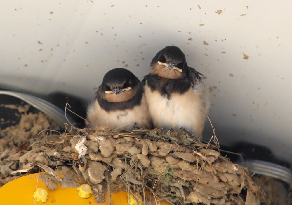 《不老松：纪实摄影》二游东戴河！动物篇：家燕、毛毛虫！