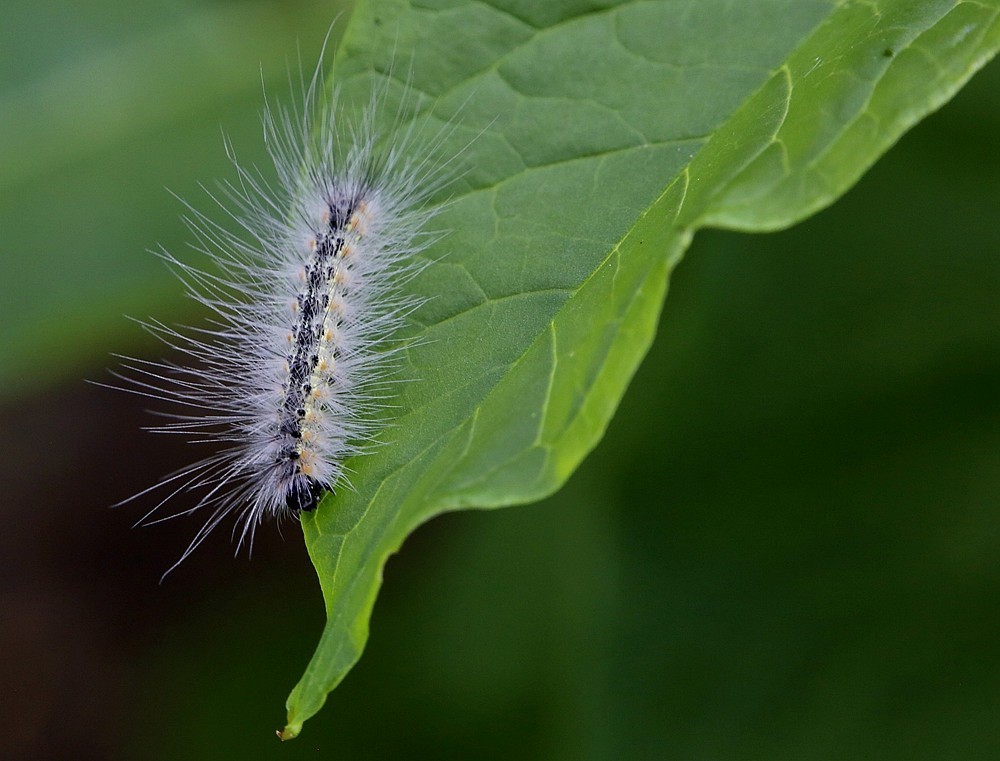 《不老松：纪实摄影》二游东戴河！动物篇：家燕、毛毛虫！