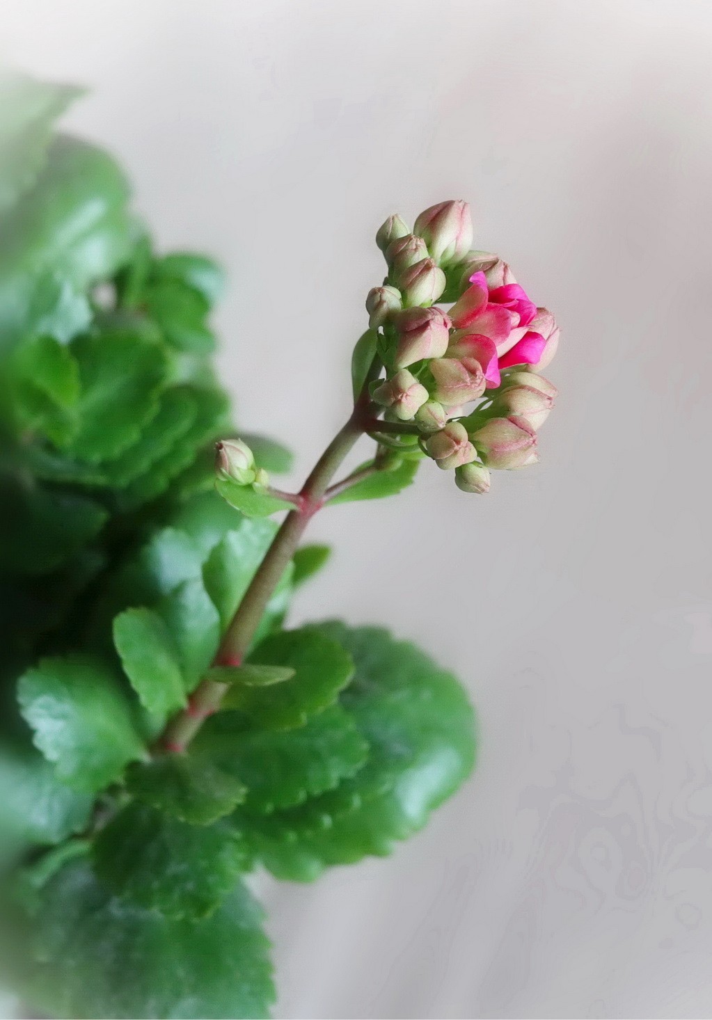 如意吉祥  福寿安康