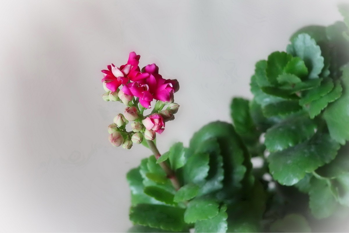 如意吉祥  福寿安康