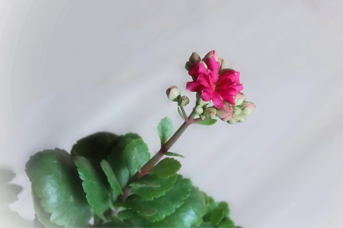 如意吉祥  福寿安康