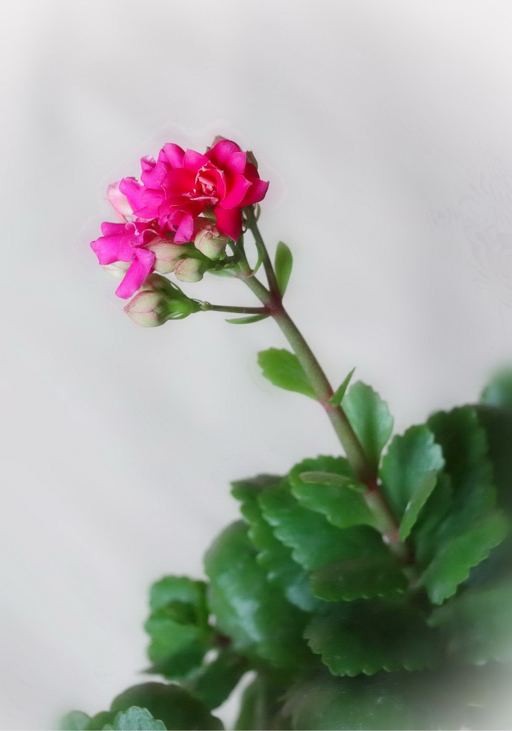 如意吉祥  福寿安康