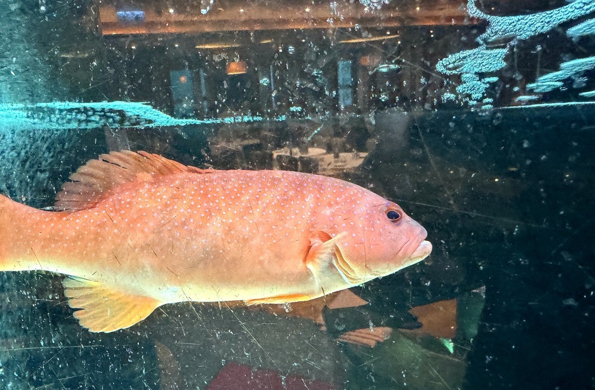 海鲜酒楼--香港【手机图】