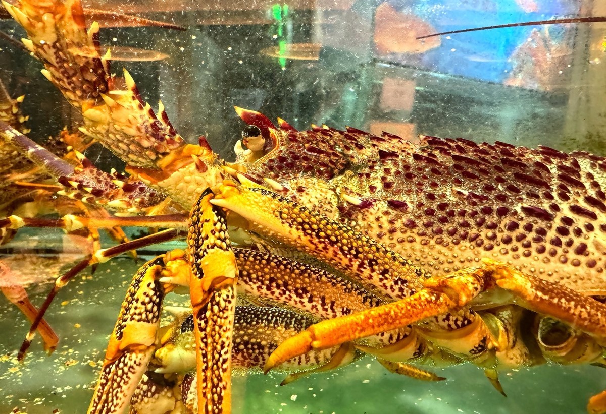 海鲜酒楼--香港【手机图】