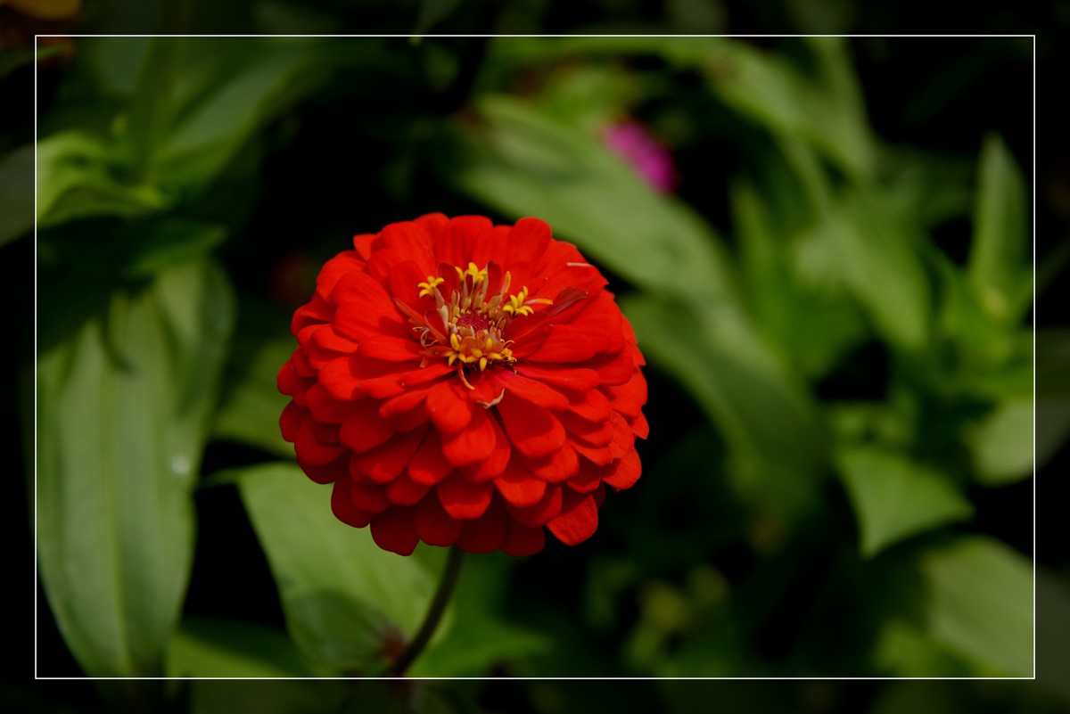 风光片不让发，发一组花卉吧－百日菊