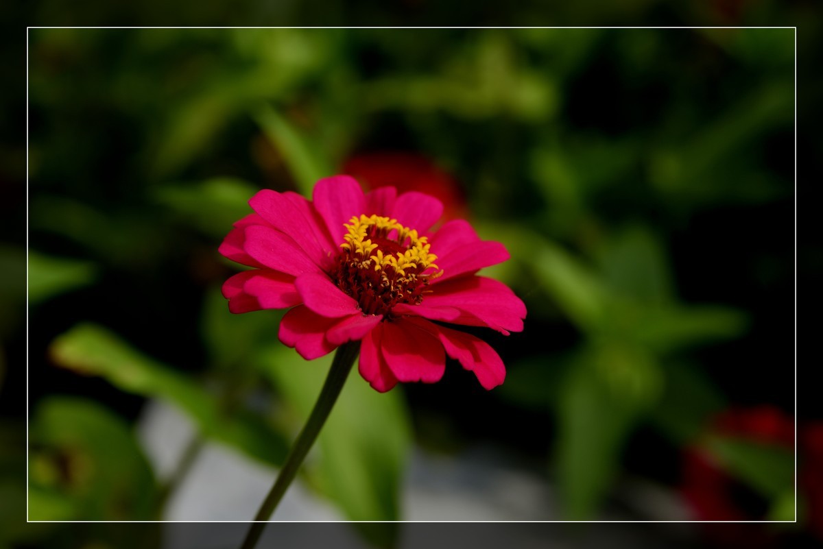 风光片不让发，发一组花卉吧－百日菊