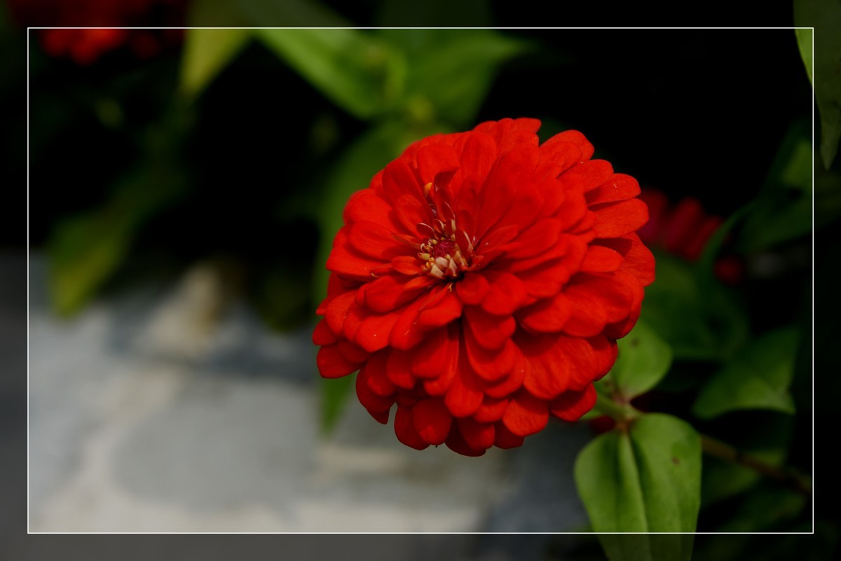 风光片不让发，发一组花卉吧－百日菊