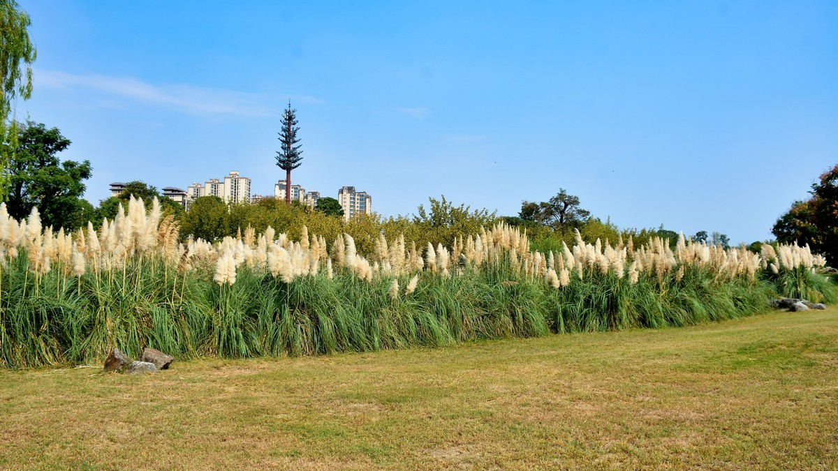 湿地公园秋拍（2025004）