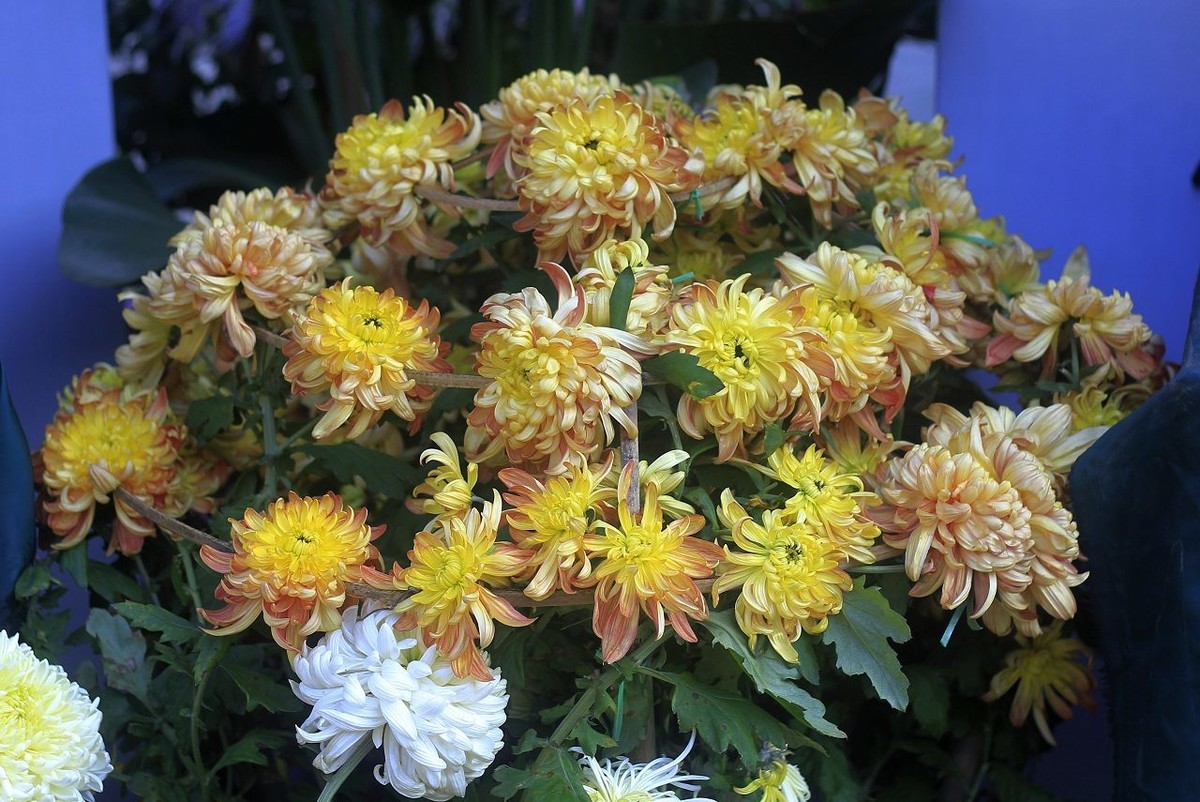 还来赏菊花