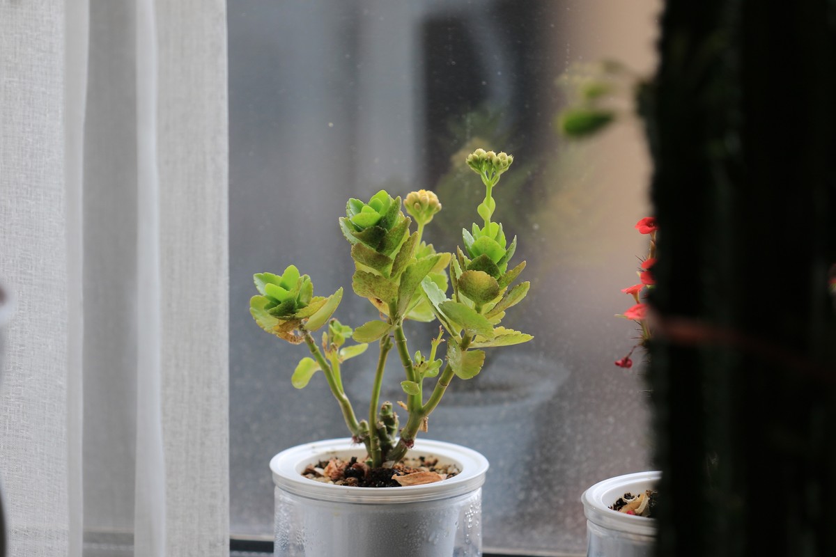 这款镜头虚化效果真的不错