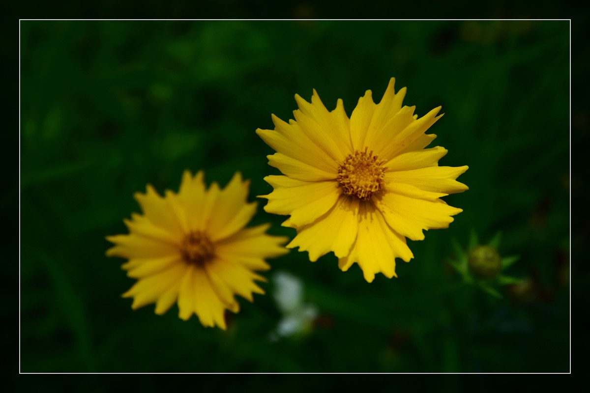 花花草草（九）
