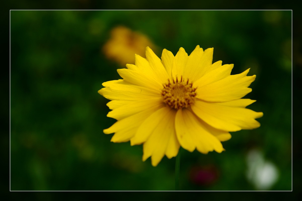 花花草草（九）