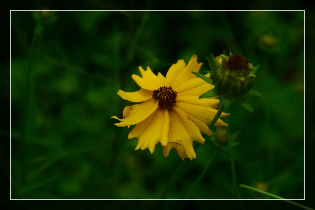 花花草草（九）