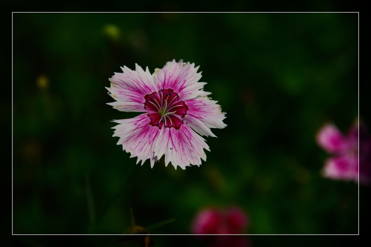 花花草草（九）
