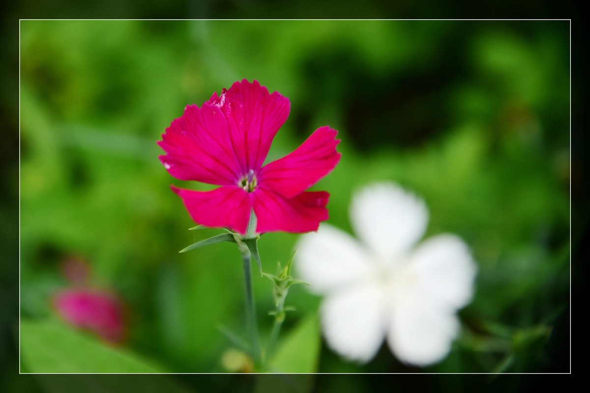 花花草草（九）