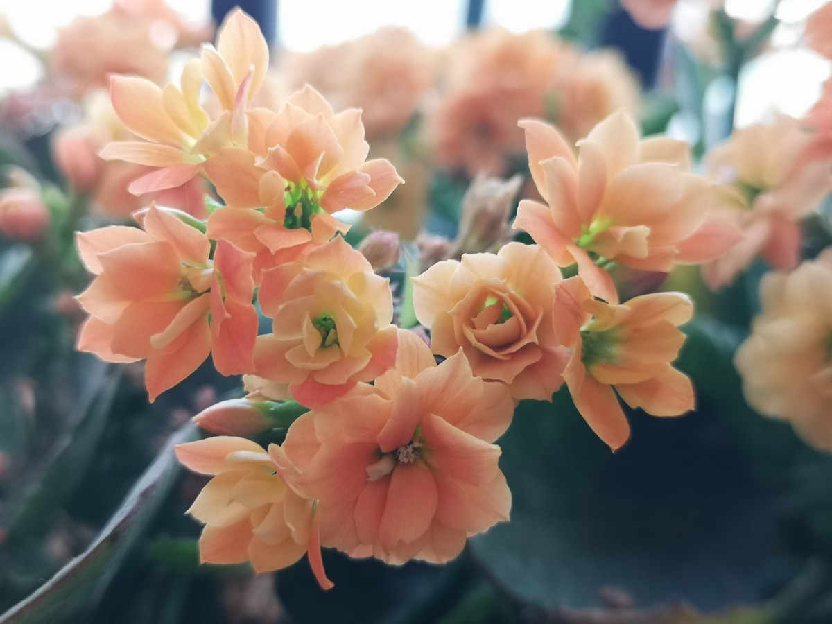 手机拍的小花