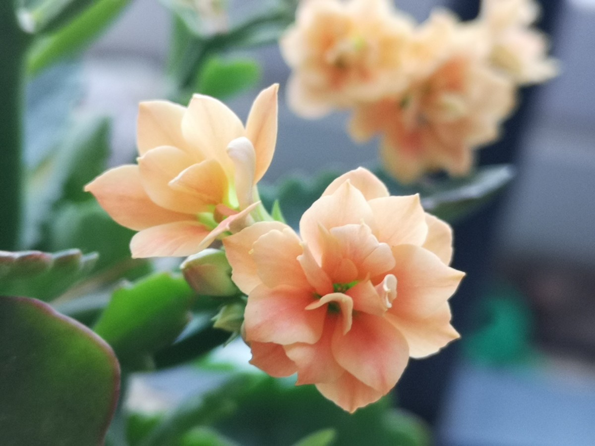 手机拍的小花
