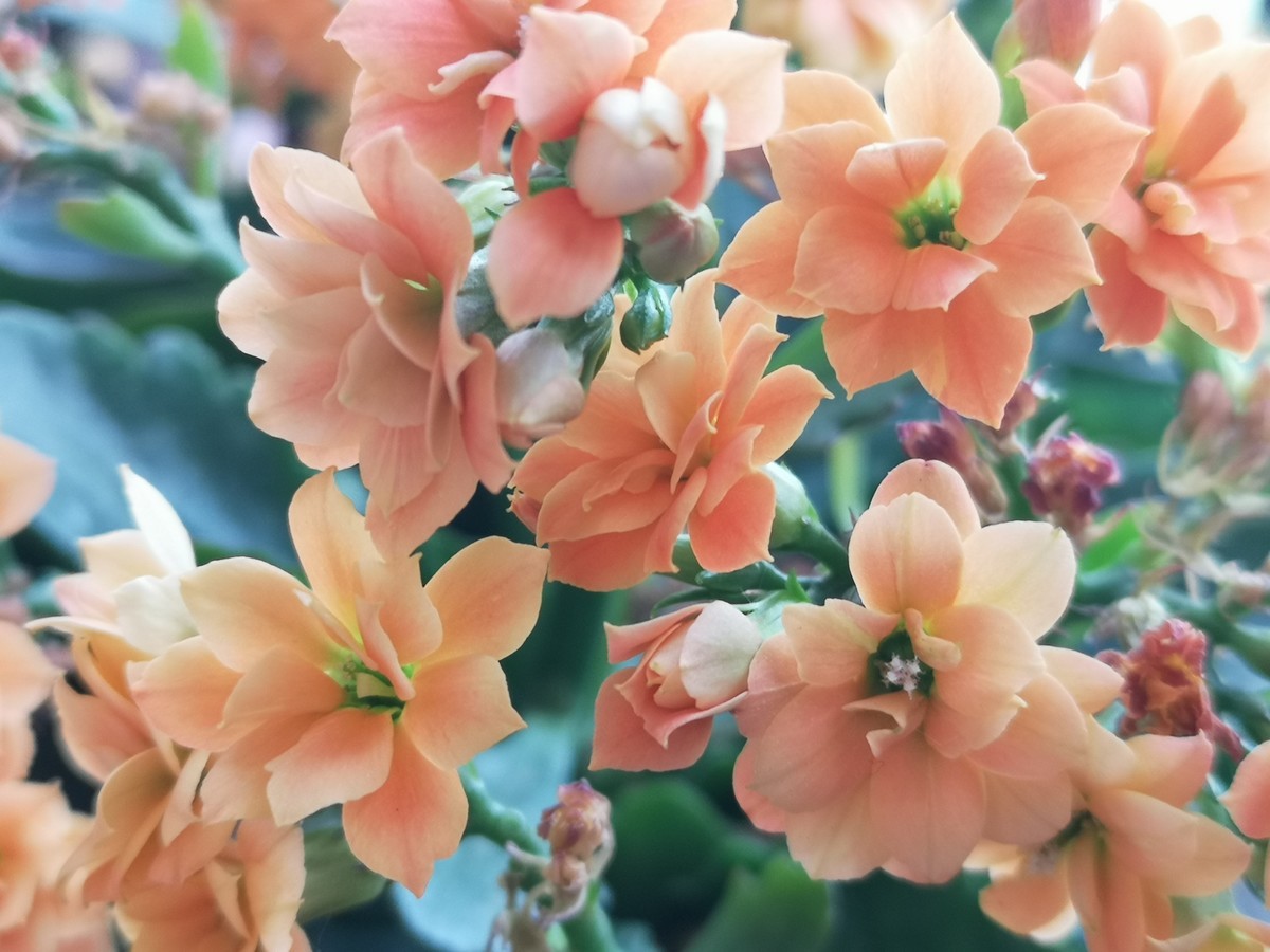 手机拍的小花