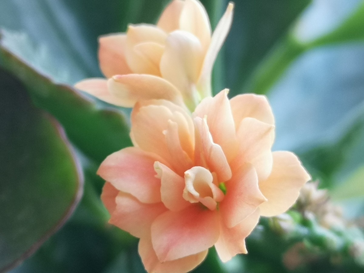手机拍的小花