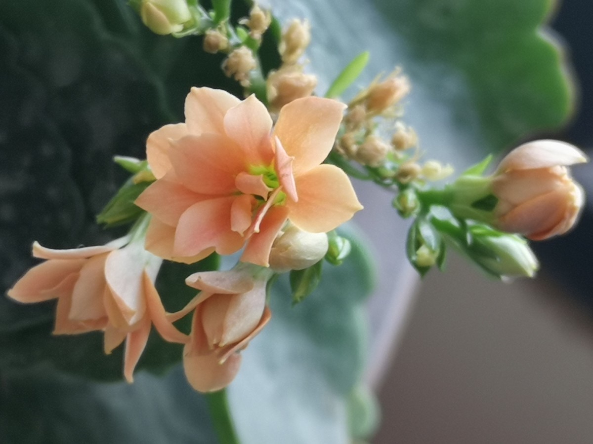手机拍的小花